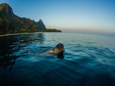 Hanalei Home 896400